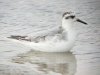 Grey Phalarope at Two Tree Island (West) (Steve Arlow) (61853 bytes) Grey Phalarope at Two Tree Island (West) (Steve Arlow) (61853 bytes)